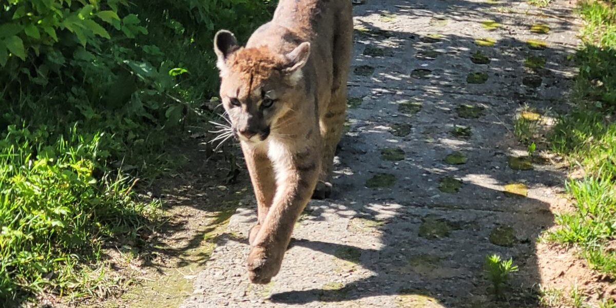 Polonya’nın Batı Pomeranya Bölgesi’nde Puma Alarmı