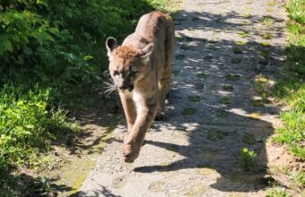 Polonya’nın Batı Pomeranya Bölgesi’nde Puma Alarmı