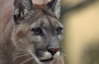 Polonya’nın Polanów Bölgesinde Puma Alarmı: Yerel Yönetimden Ormana Giriş Uyarısı