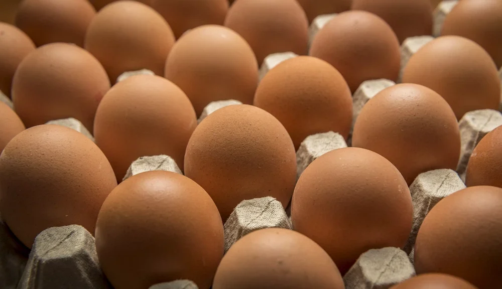 Belçika’da Tarihin En Büyük Salmonella Salgını: 300’den Fazla Kişi Hastalandı