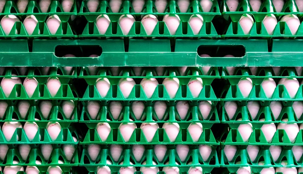 Birleşik Krallık’ta Salmonella Salgını: Bir Kişi Hayatını Kaybetti, 200’den Fazla Vaka Var
