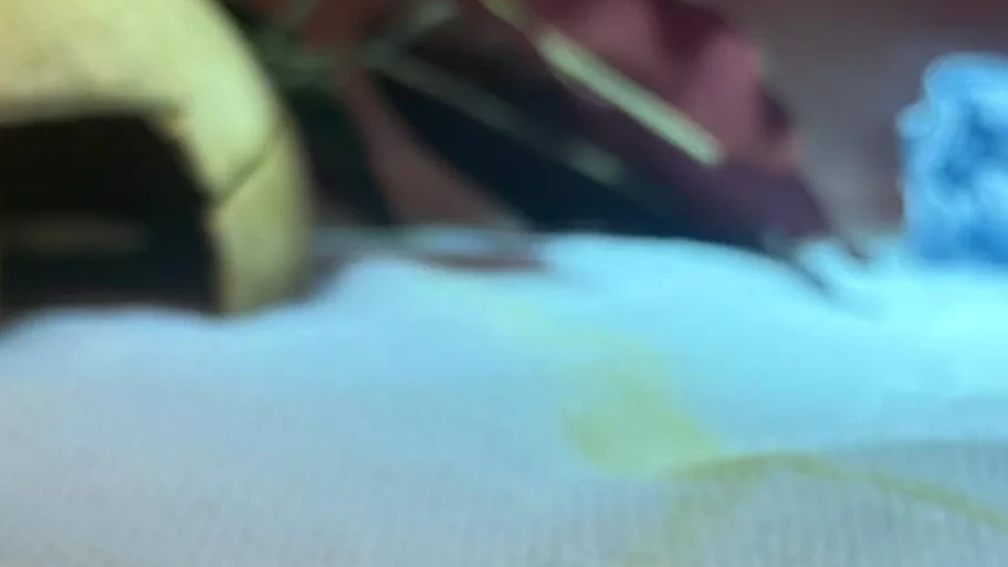 Blijdorp Hayvanat Bahçesi’nde Nesli Tehlike Altında Olan Mısır Kara Kaplumbağası Dünyaya Geldi
