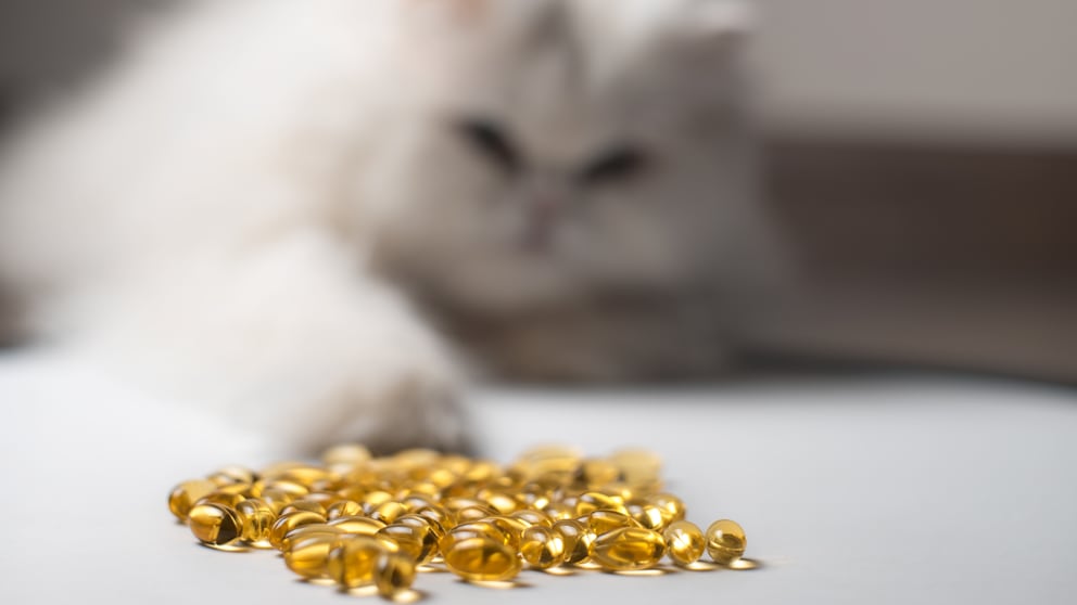 Kediler ve Köpekler İçin Omega-3 Yağ Asitlerinin Önemi ve Doğru Yağ Seçimi