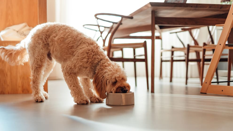 Köpeklerde Karnıyarık Otu Tohumu Kabuğunun Sindirim Sistemine Etkileri ve Doğru Kullanımı