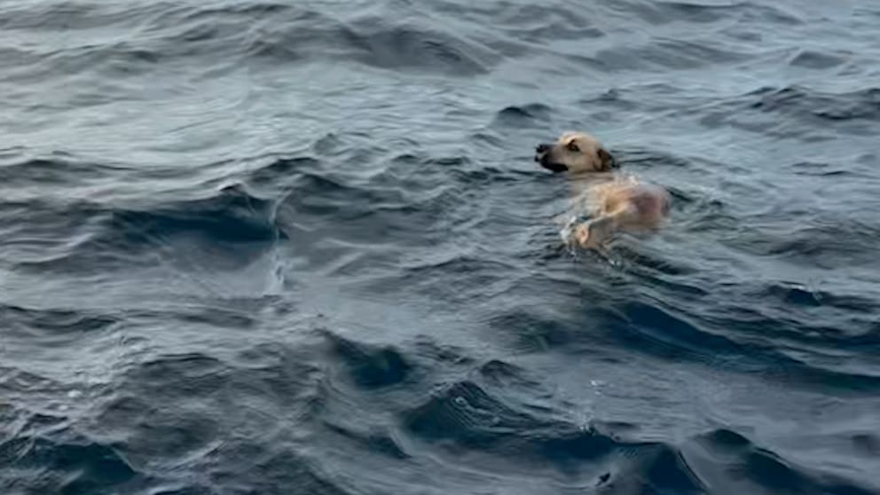 Meksika Açıklarında Okyanusun Ortasında Yalnız Başına Yüzen Köpek Kurtarıldı