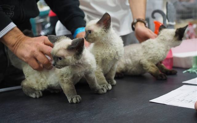 Polonya’da Düzenlenen Uluslararası Kedi Sergisinde En Popüler ve Nadir Irklar Tanıtıldı